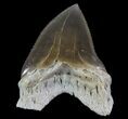 Squalicorax Fossil Shark Tooth - Kansas #64156-1